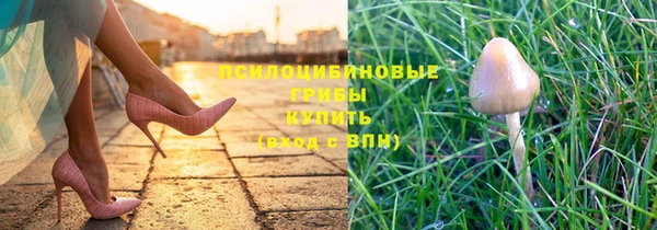 apvp Алзамай